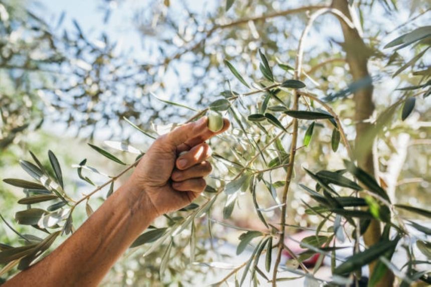 بمشاركة دولية.. أمير الجوف يدشن مهرجان الزيتون السبت المقبل
