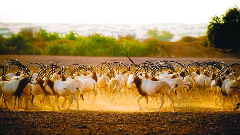 الامارات | السياحة البيئية في الإمارات.. «قصص لا تُنسى» بين الجبال والشواطئ وملايين أشجار القرم
