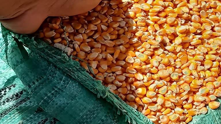 "السلع التموينية" تعلن عن ممارسة لتوريد الذرة الصفراء