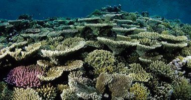 تكنولوجيا: كيف يستخدم العلماء الأقمار الصناعية لتحليل التنوع البيولوجي للشعب المرجانية؟