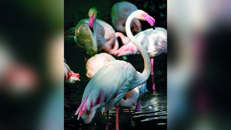 الامارات | حديقة حيوان برلين تودّع أقدم نزلائها.. «إنغو»