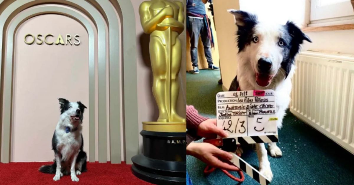 الكلب "ميسي" حاضراً في حفل غداء مرشحي الأوسكار .. بعد مشاركته في فيلم  "Anatomy of a Fall
