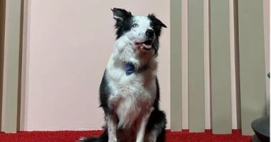 يظهر ببابيون أزرق..الكلب ميسى بطل Anatomy of a Fall نجم غداء الأوسكار..فيديو