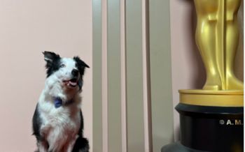 الكلب "ميسي" حاضراً في حفل غداء مرشحي الأوسكار .. بعد مشاركته في فيلم  "Anatomy of a Fall