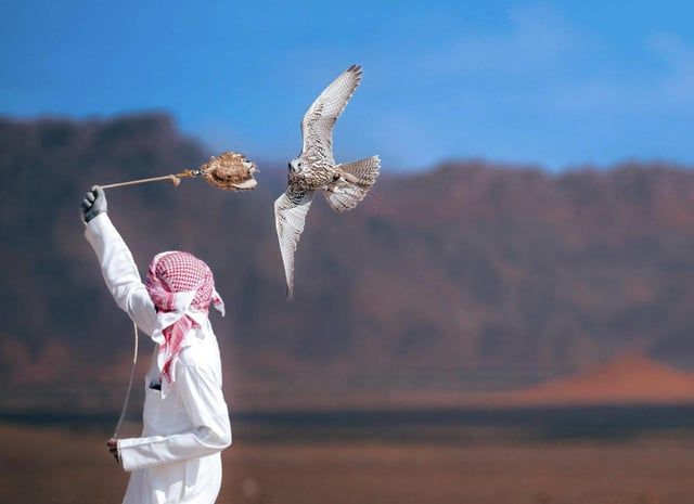 "الأحساء للصقور" يخصّص مركزًا لفحص المنشطات لضمان عدالة مسابقة الملواح