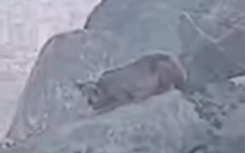 ظهور حيوان مرعب في مكة المكرمة.. كأنه من علامات قيام الساعة!! شاهد الفيديو