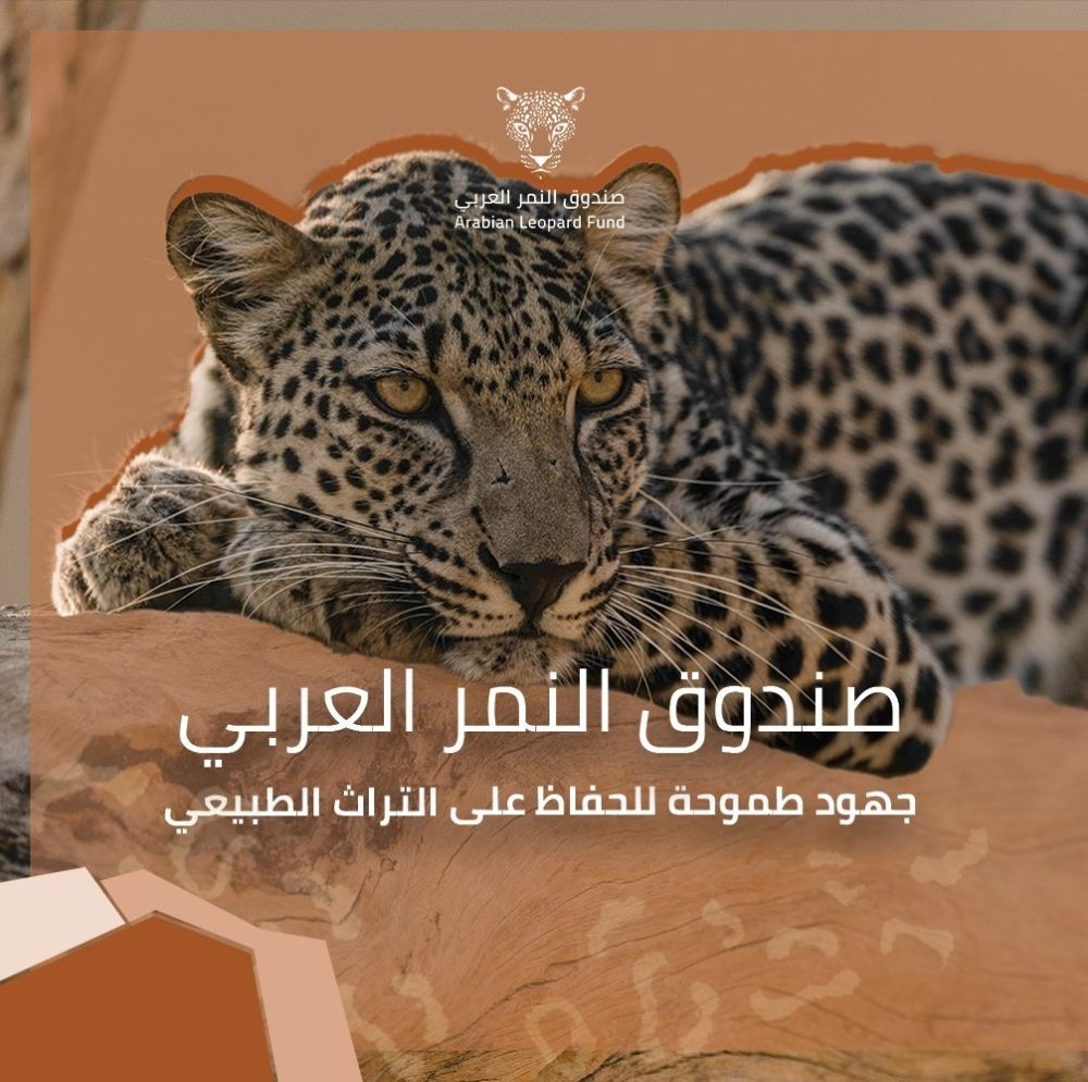 يضم 50 بعثة دراسية.. إطلاق برنامج النمر العربي للابتعاث
