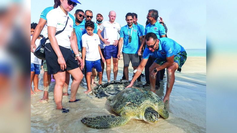 الامارات | إنقاذ 1000 سلحفاة بحرية خلال 4 سنوات في أبوظبي