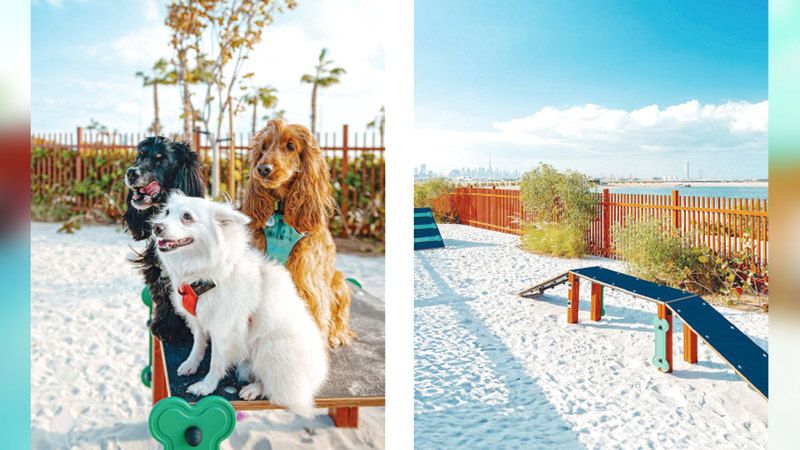 الامارات | دبي تدلل أصحاب الحيوانات الأليفة بأول متنزه للكلاب على الشاطئ