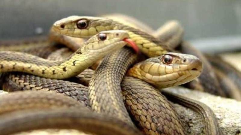 الامارات | السجن لأمريكي حاول تهريب 3 ثعابين في بنطاله
