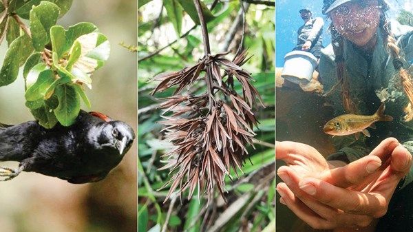 «صندوق محمد بن زايد للمحافظة على الكائنات الحية» يقدم منحاً لـ 67 مشروعاً