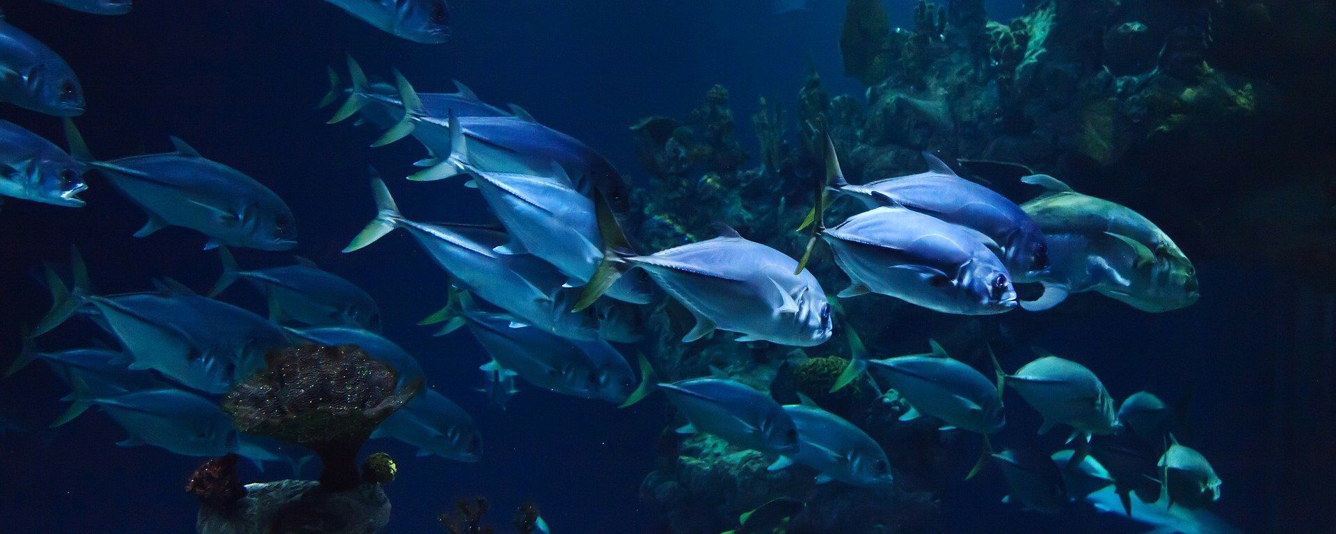 صناعة الروبوت والمنازل الذكية في ليبيا... فيديو وصور