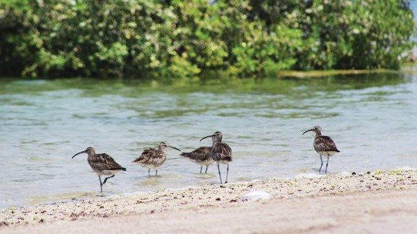 «خور المزاحمي» موطن البيئة الحيوية والبيولوجية في رأس الخيمة