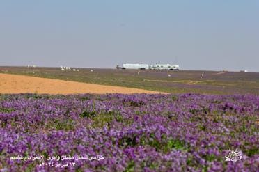 الخليج اليوم .. صحراء في السعودية باللون البنفسجي.. مشاهد فاتنة