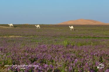 الخليج اليوم .. صحراء في السعودية باللون البنفسجي.. مشاهد فاتنة