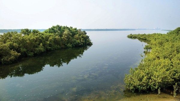 65 برنامجاً تنفيذياً ضمن خطة أبوظبي لتحقيق أهداف المئوية البيئية 2071