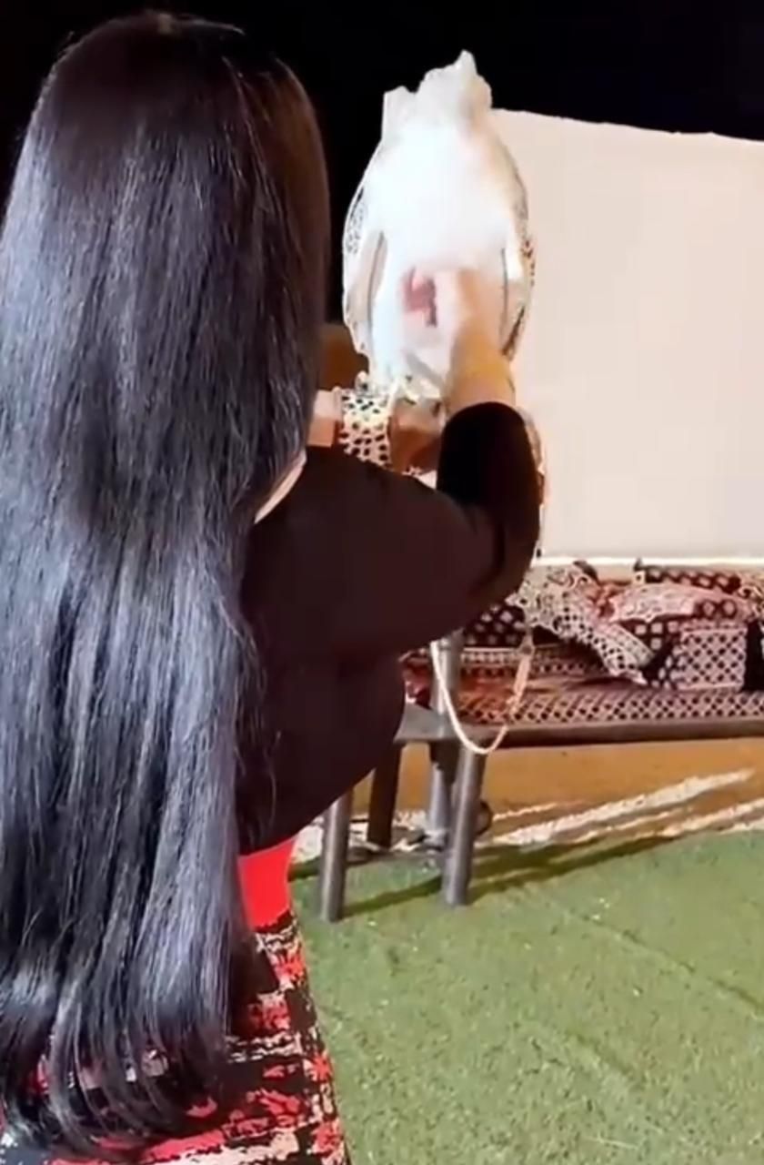 صقارة تستعرض بصقرها الأبيض مقطع فيديو .. فيديو