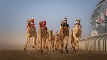 السعودية | الليلة.. اختتام فعاليات مهرجان خادم الحرمين الشريفين للهجن في نسخته الأولى