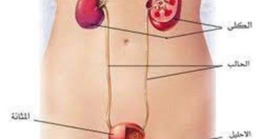 استشاري يوضح التعامل الصحي مع التهابات المسالك البولية