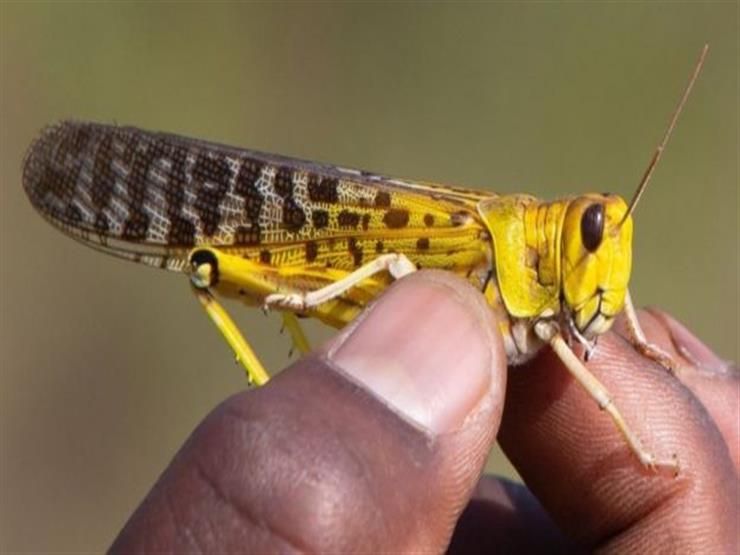 "الأكثر تدميرا في العالم".. دراسة تحذر من هذه الحشرة الخطيرة