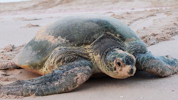 تعشيش نادر للسلاحف الخضراء للمرة الأولى في أبوظبي
