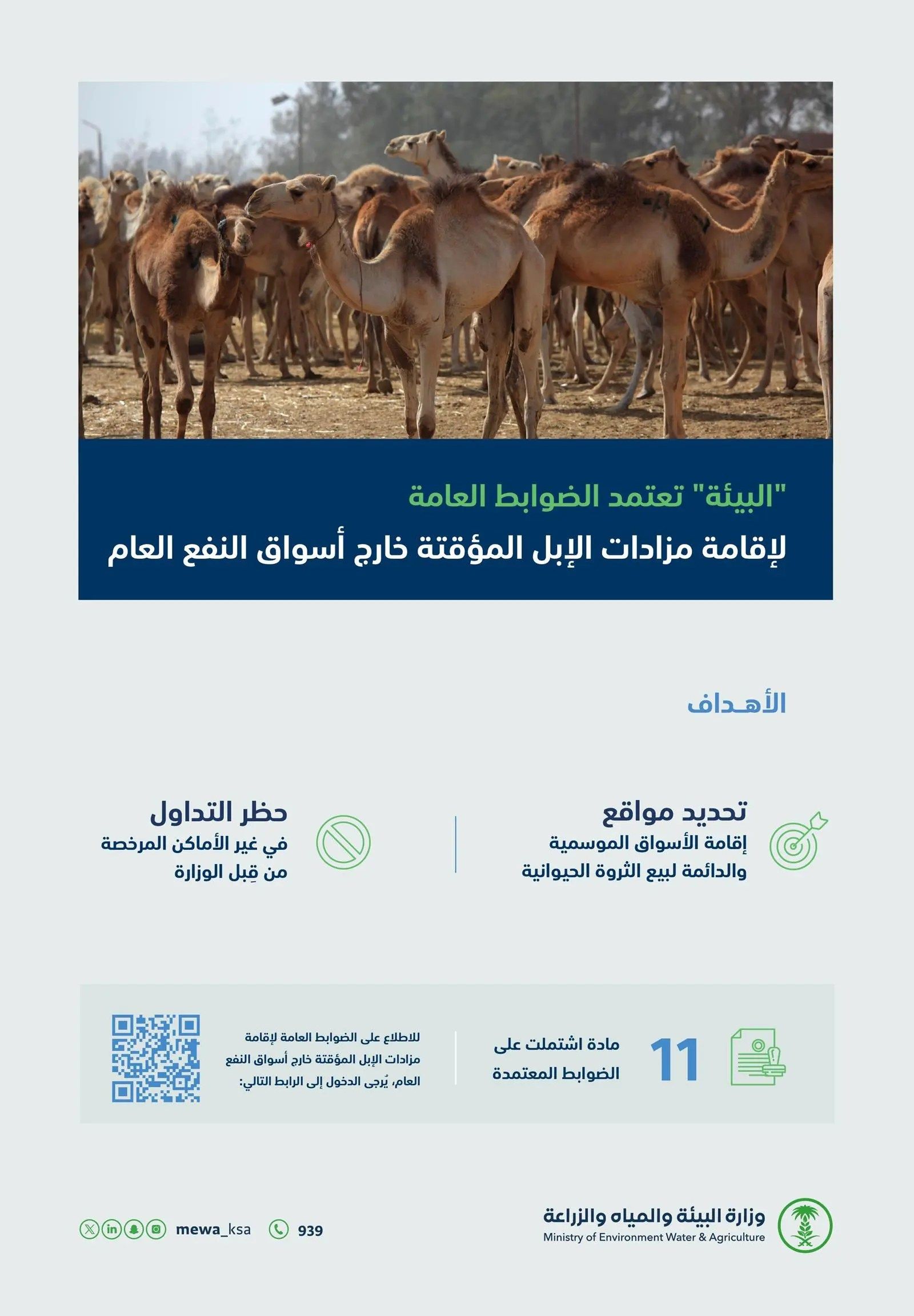 السعودية | “البيئة” (11) مادة لإقامة مزادات الإبل المؤقتة خارج أسواق النفع العام