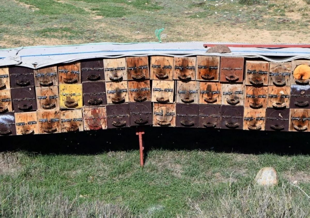 برنامج إكثار نحل العسل يسهم بزيادة الإنتاجية 200%