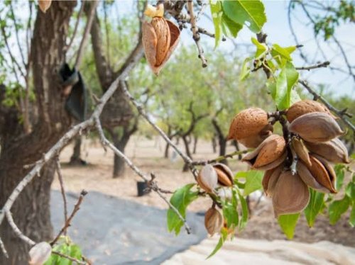 فاكهه مهملة تزرع في السعودية تقضي على الكرش تماماً وتنقص الوزن عشرين كيلو في الشهر.. تعرف عليها !!