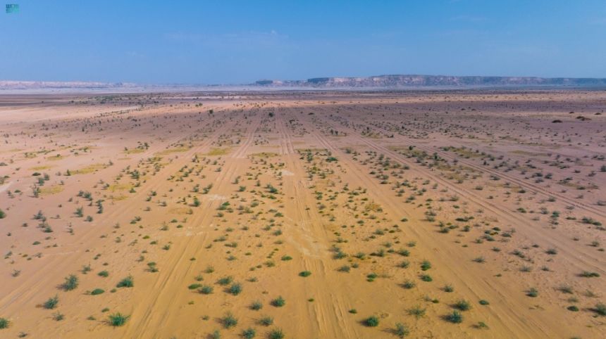 بالتفاصيل. بدء زراعة مليون شجرة في محمية طويق