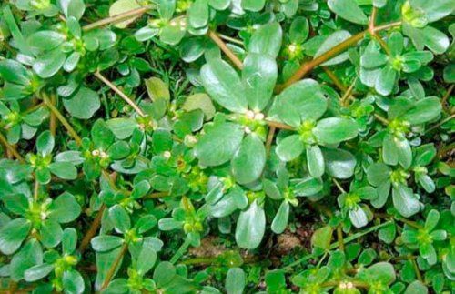 أقوى من إبرة الانسولين .. نبتة ربانية بسعر التراب تخفض السكر التراكمي خلال دقائق