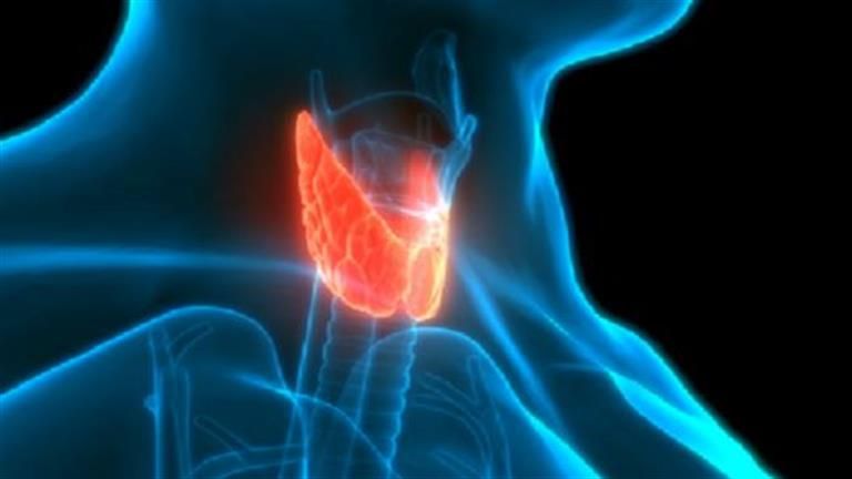 علاقة الغدة الدرقية بالسمنة.. هل تسبب زيادة الوزن؟