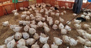 انخفاض سعر الفراخ في الأسواق 5 جنيهات والكيلو بـ 88 جنيها بالمزرعة