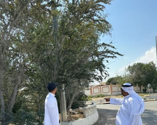 الامارات | لتأثيرها على إنارة الشوارع.. بلدية أبوظبي تدعو لتجنب زراعة أنواع من الأشجار