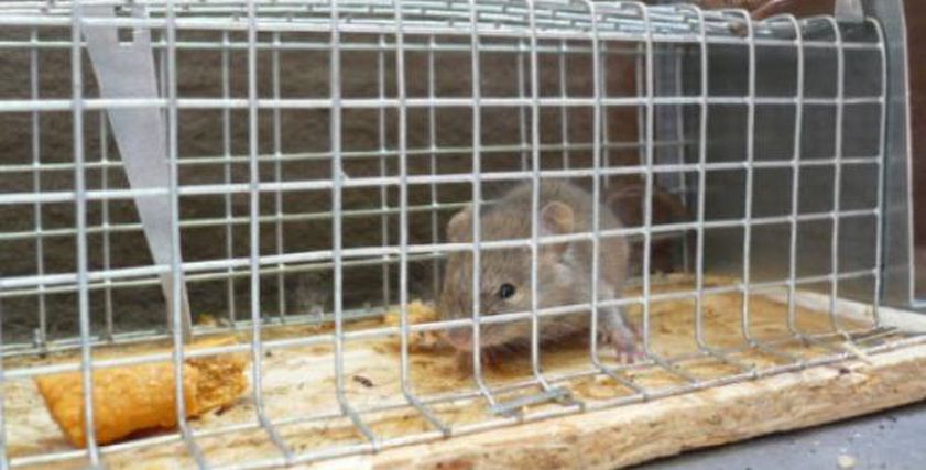 3 أعشاب تساعدك على طرد الفئران من المنزل.. مصيدة طبيعية تنهي الإزعاج