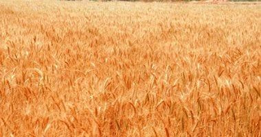 بسبب حالة الطقس.. الأرصاد توجه تنبيها لمزارعى القمح