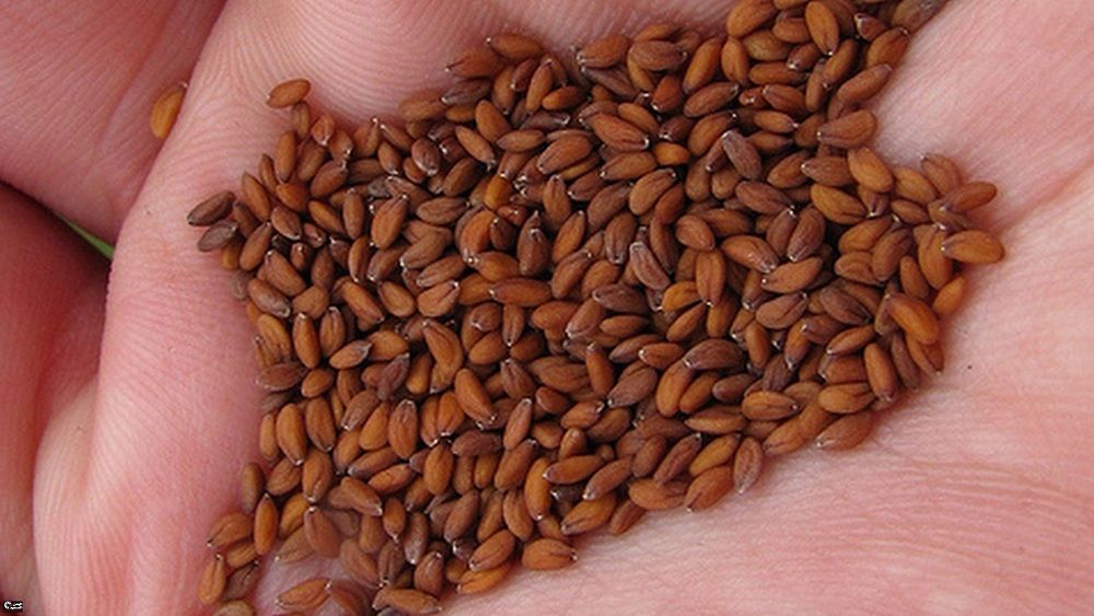 معجزة بذور الكتان "الربانية" هترجعك شباب حتى لو عمرك فوق الستين.. إليكم الطريقة