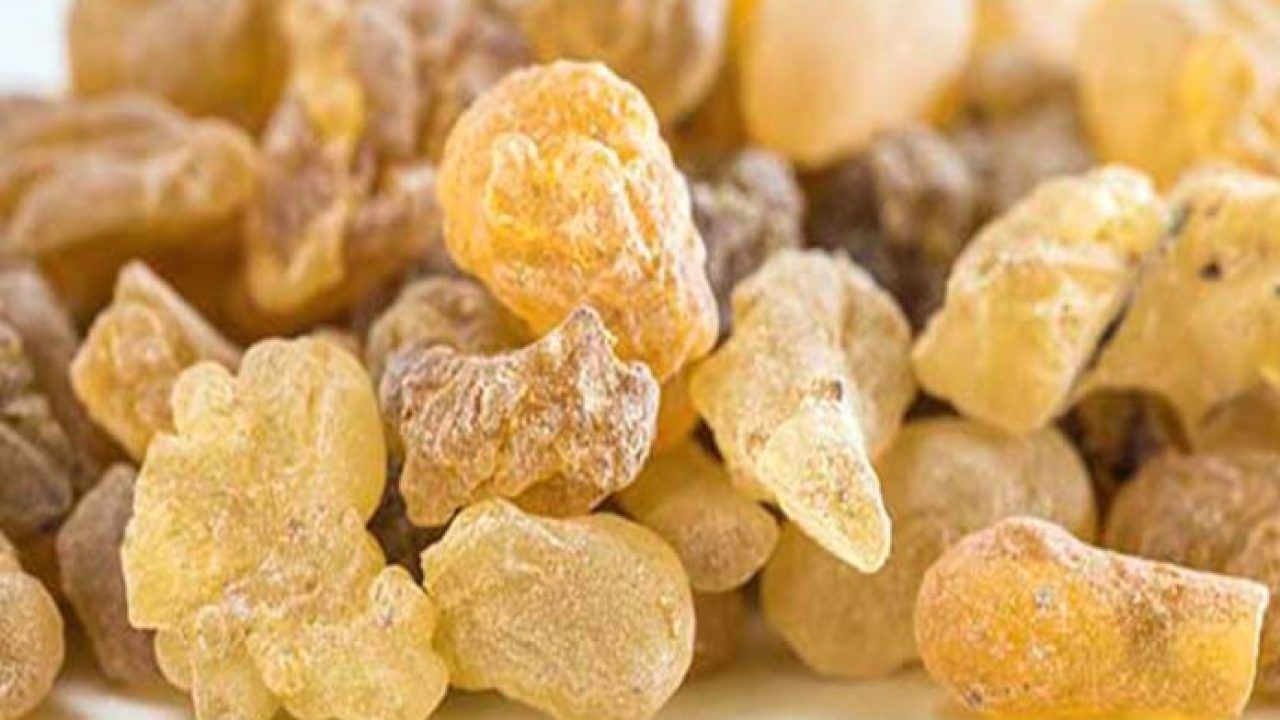 فتاة سعودية تكشف عن “فوائد جمة” لـ شرب منقوع لبان الذكر على الريق وطريقة تحضيره