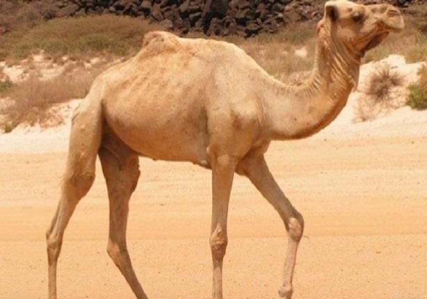 جمل يعض رأس صاحبه بطريقة وحشية.. ورد فعل صادم من الرجل