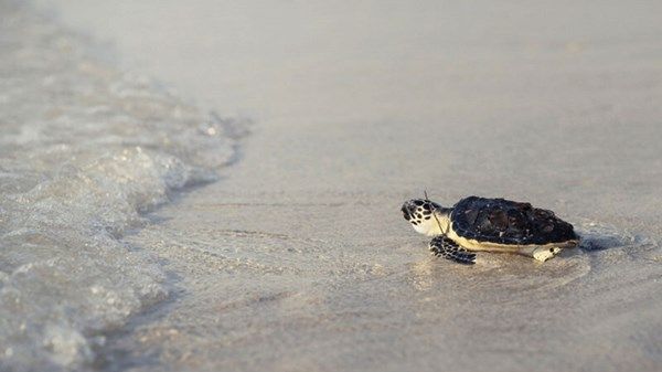 «بيئة أبوظبي» تنفذ برامج للحفاظ على السلاحف البحرية المهددة بالانقراض