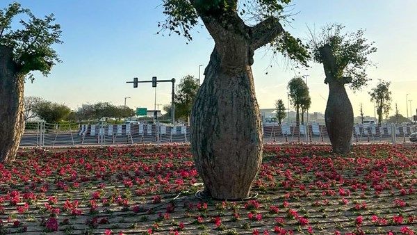 مشروع زراعي تجميلي جديد في دبي