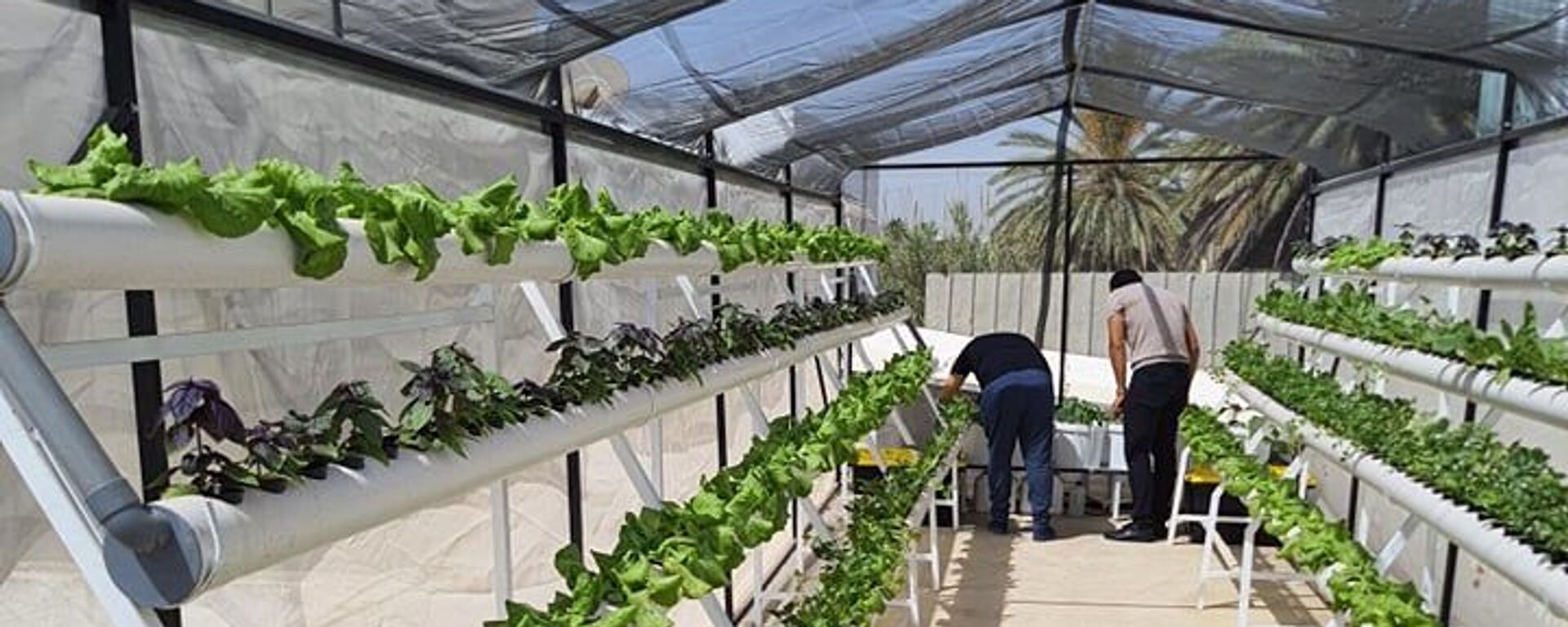 مصر تعلن عن دخول 4 ملايين فدان من الأرض الزراعية الخدمة خلال عامين