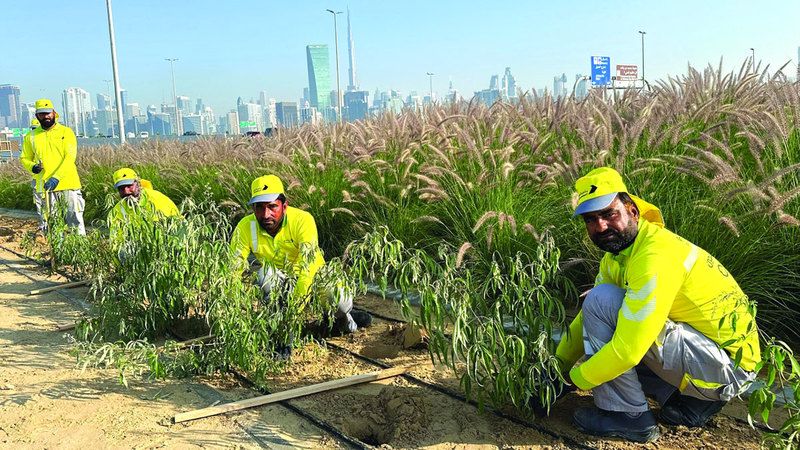 الامارات | مشروع زراعي تجميلي عند تقاطع شارعي الميدان مع الخيل بدبي