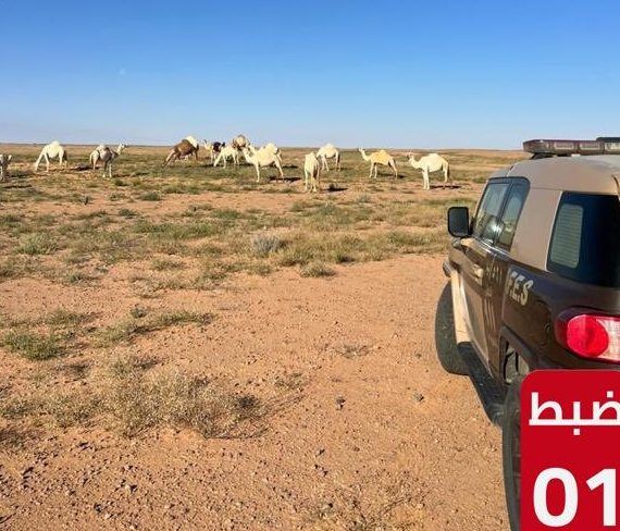 السعودية | ضبط مخالف لنظام البيئة لارتكابه مخالفة رعي في محمية الملك عبدالعزيز الملكية