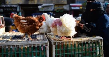 بورصة الدواجن اليوم.. أسعار الفراخ والبيض فى الأسواق