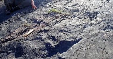 تكنولوجيا: اكتشاف أقدم غابة على وجه الأرض يعود تاريخها إلى 390 مليون سنة