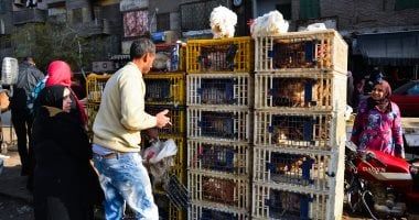 قبل رمضان.. استقرار فى أسعار الدواجن بالأسواق