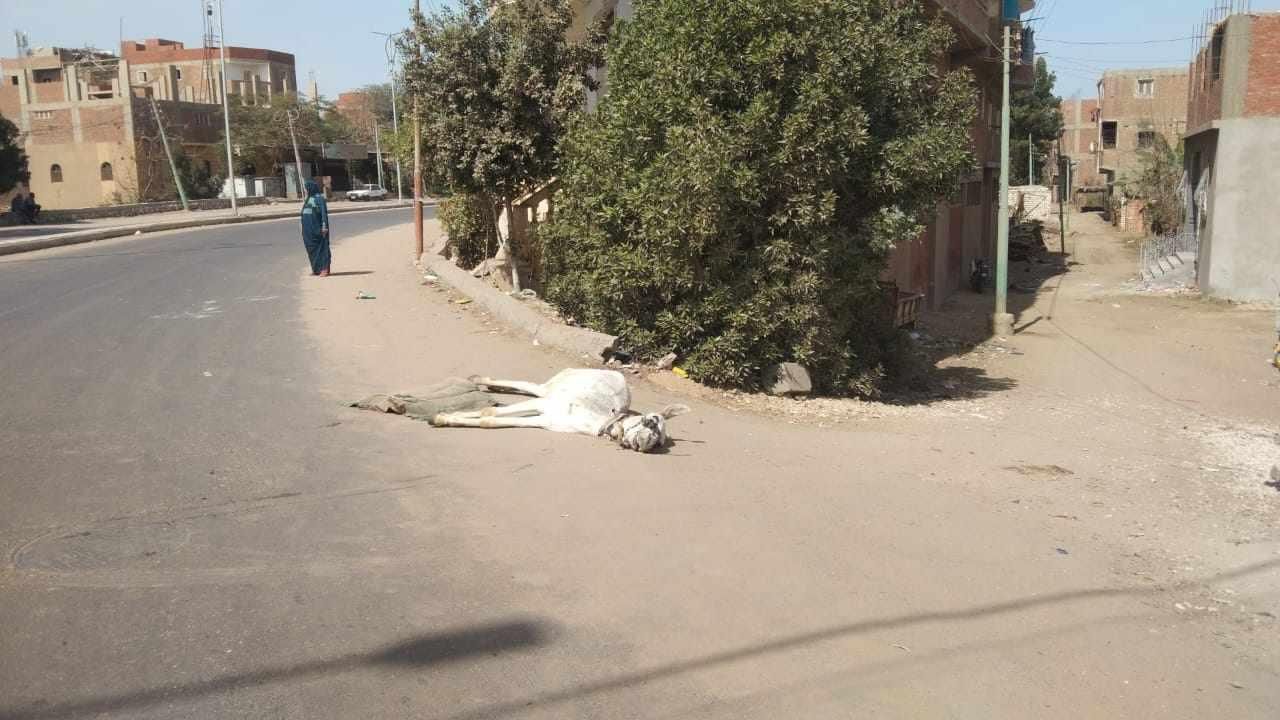 نجا الراكب ونفق حماره.. حادث ميني باص في منشأة القناطر