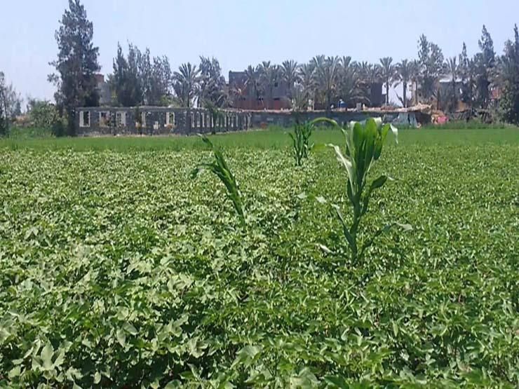 دراسة: العيش في بيئة خضراء يقلل من خطر الإصابة بهشاشة العظام