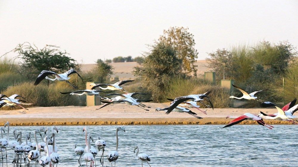 %63 زيادة بمناطق الطيور في الإمارات خلال 2023