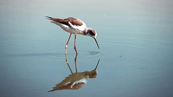 %63 زيادة بمناطق الطيور في الإمارات خلال 2023